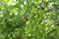 Brachychiton australis